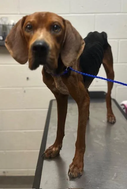 A young medium-sized male Mixed Breed dog named Biggie for adoption in Rome, GA