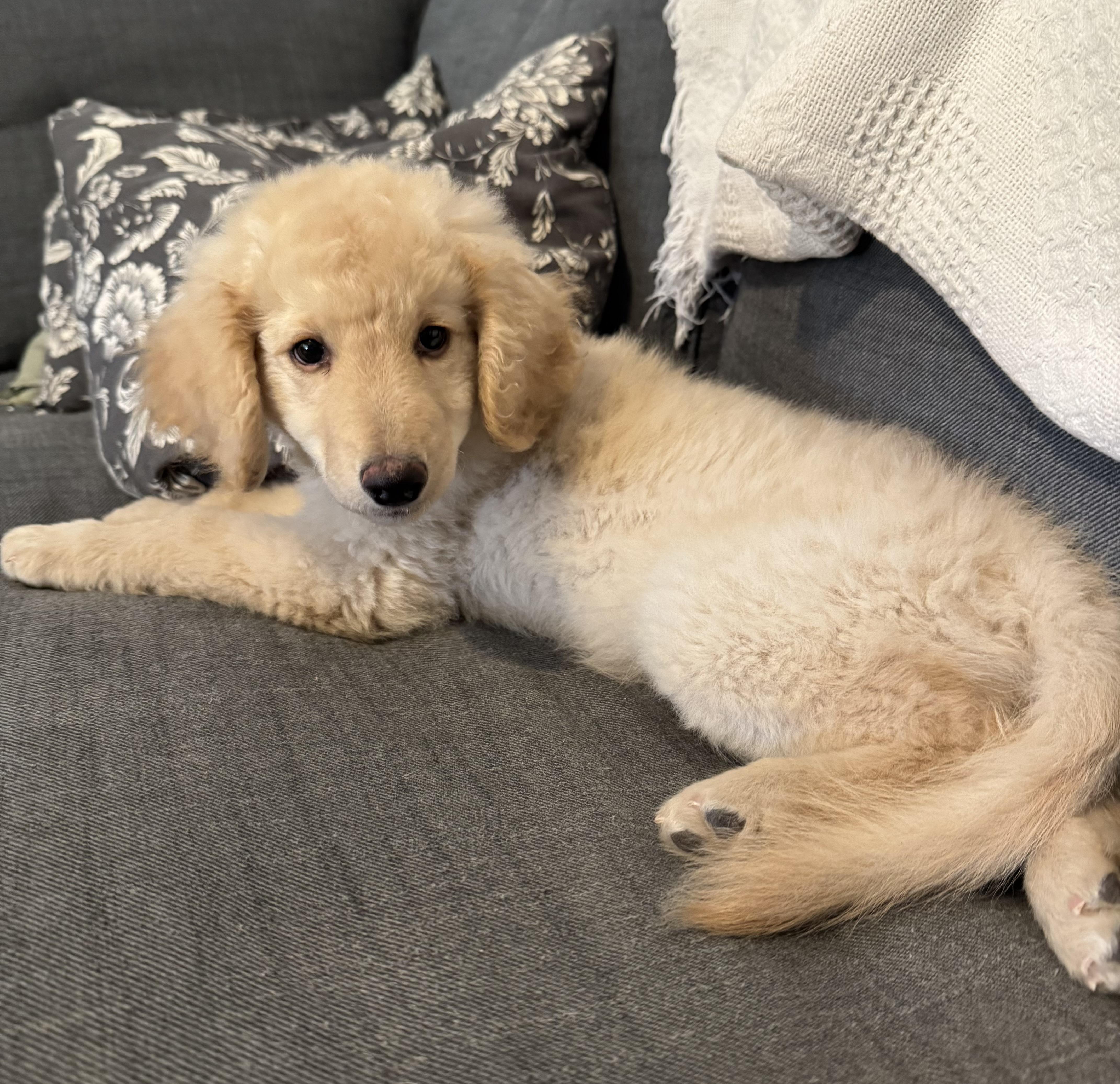A baby medium-sized female Goldendoodle dog named Dolly for adoption in Palmdale, CA