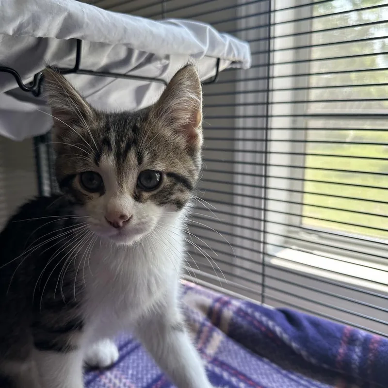 A baby small-sized male Brown / Chocolate Domestic Short Hair cat named Greg for adoption in Muncie, IN