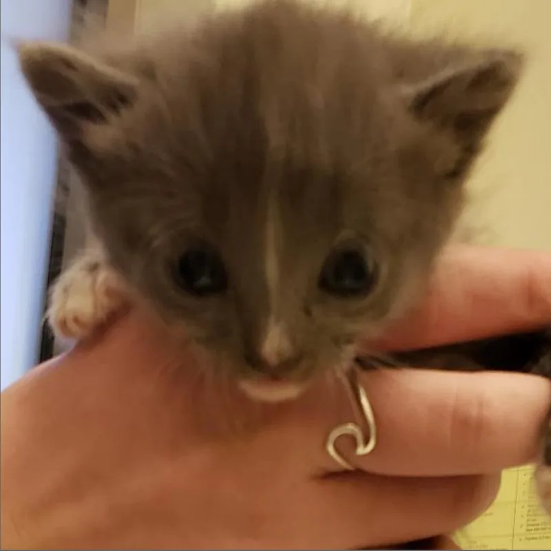 An adult extra large-sized female Gray / Blue / Silver Domestic Medium Hair cat named Darcy for adoption in Lynchburg, VA