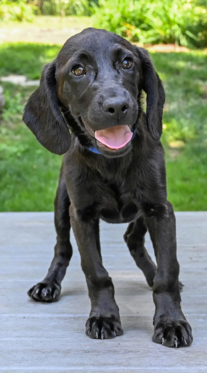 A baby medium-sized female Labrador Retriever dog named Puppy Princess Cassie for adoption in Franklin, TN