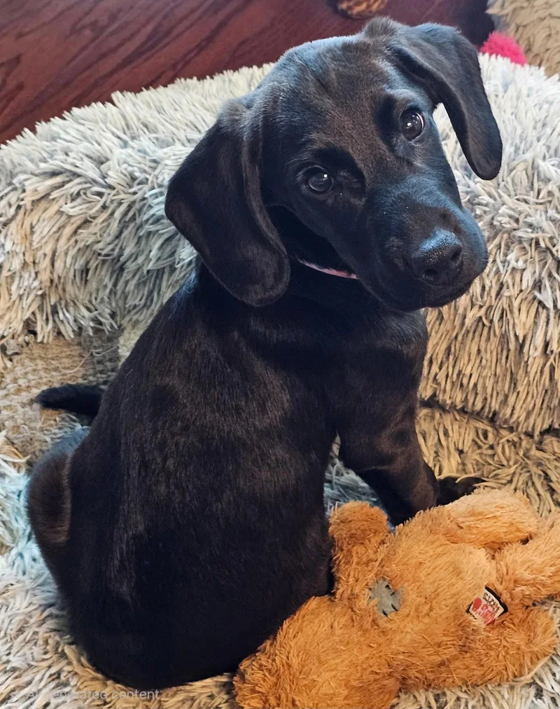 Puppy Princess Cassie thumbnail 2