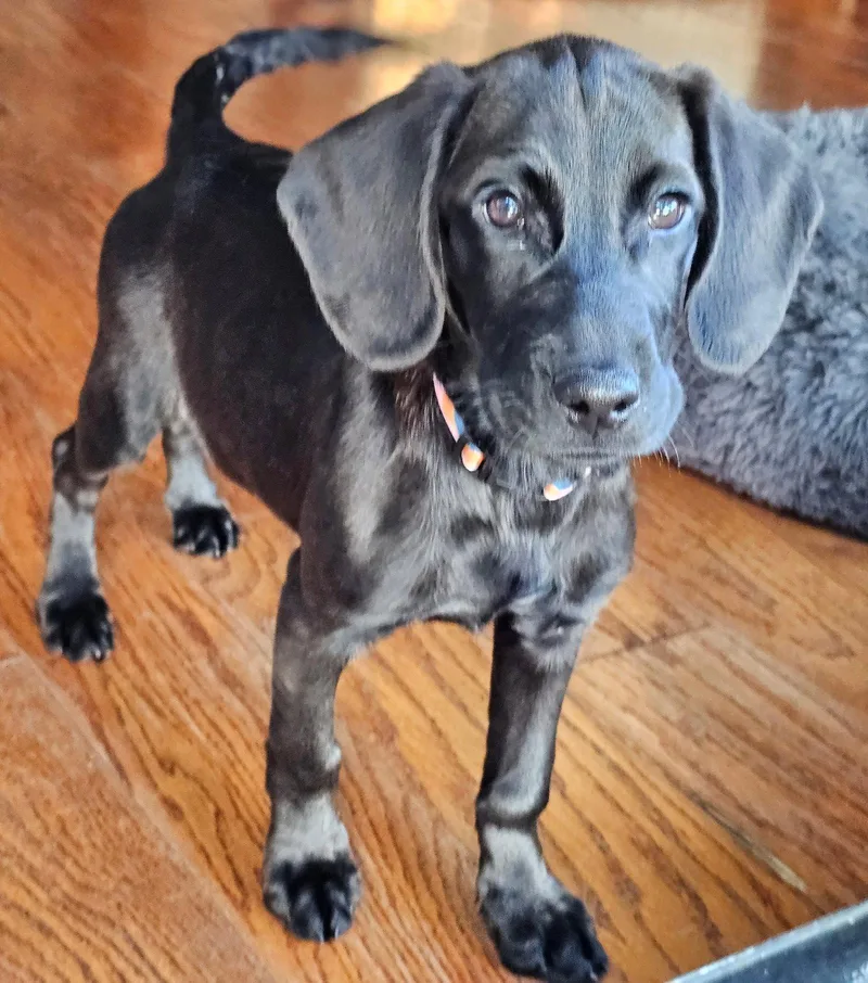 Puppy Princess Cassie thumbnail 3