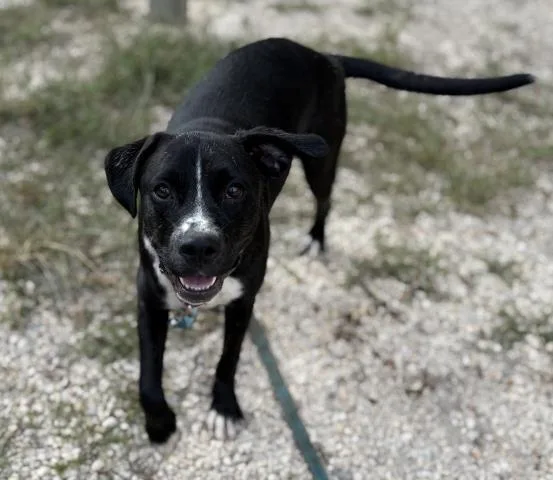 A young medium-sized female Mixed Breed dog named Zebra Cake for adoption in Pensacola, FL