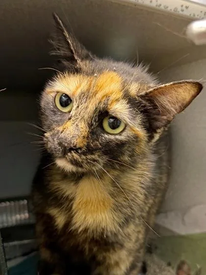 An adult large-sized female Domestic Short Hair cat named Jelly Bean for adoption in New Orleans, LA