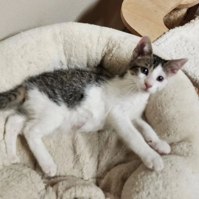 A baby small-sized female White Domestic Short Hair cat named Sparkle for adoption in Houston, TX