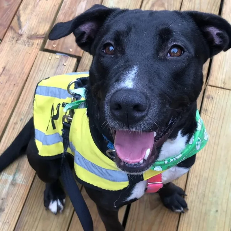 An adult medium-sized female Pit Bull Terrier dog named Mi for adoption in Krum, TX