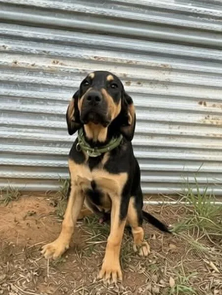 A baby large-sized male Hound dog named Cooper for adoption in Elkhorn, WI