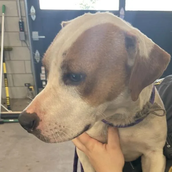 A young small-sized male Beagle dog named Charlie for adoption in Des Moines, IA