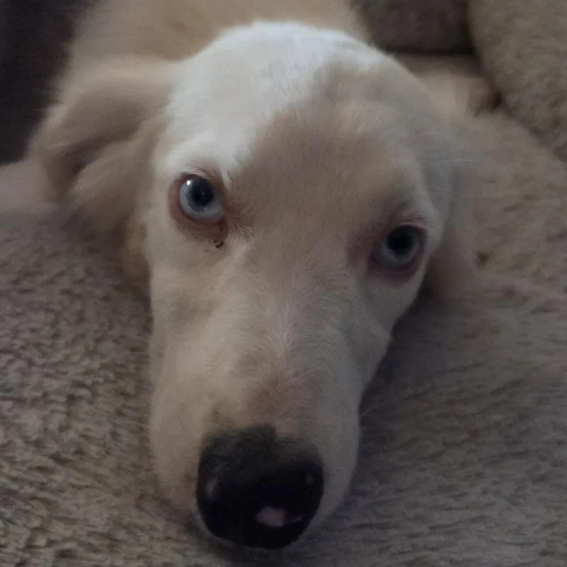 An adult small-sized female White / Cream Mixed Breed dog named Heart for adoption in Leander, TX