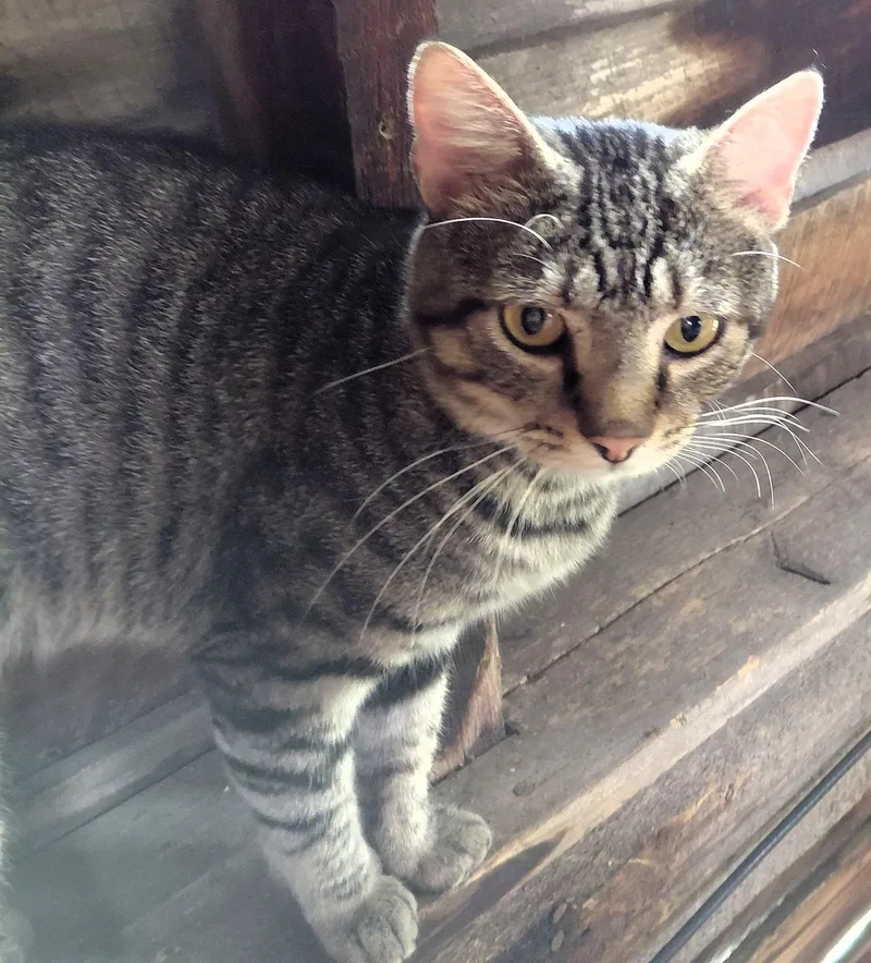 A young medium-sized male Tabby (Brown / Chocolate) Bengal cat named Mr. Beans for adoption in Paris, KY