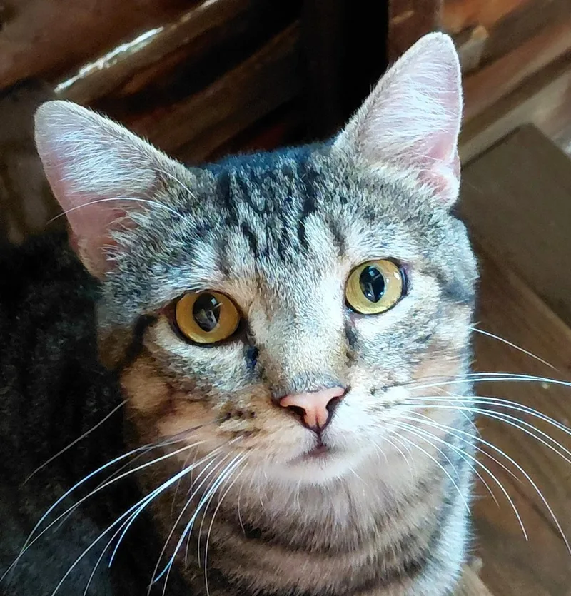 Mr. Beans thumbnail 2