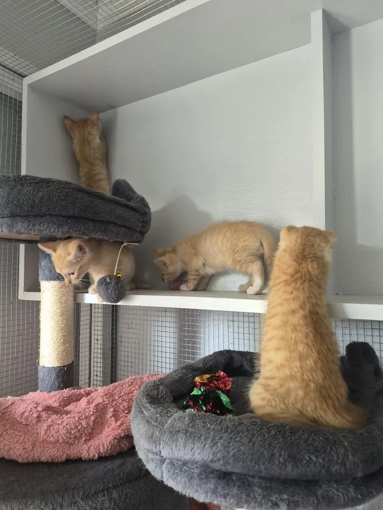 A baby small-sized female Orange & White Domestic Short Hair cat named Lilie for adoption in Salisbury, NC