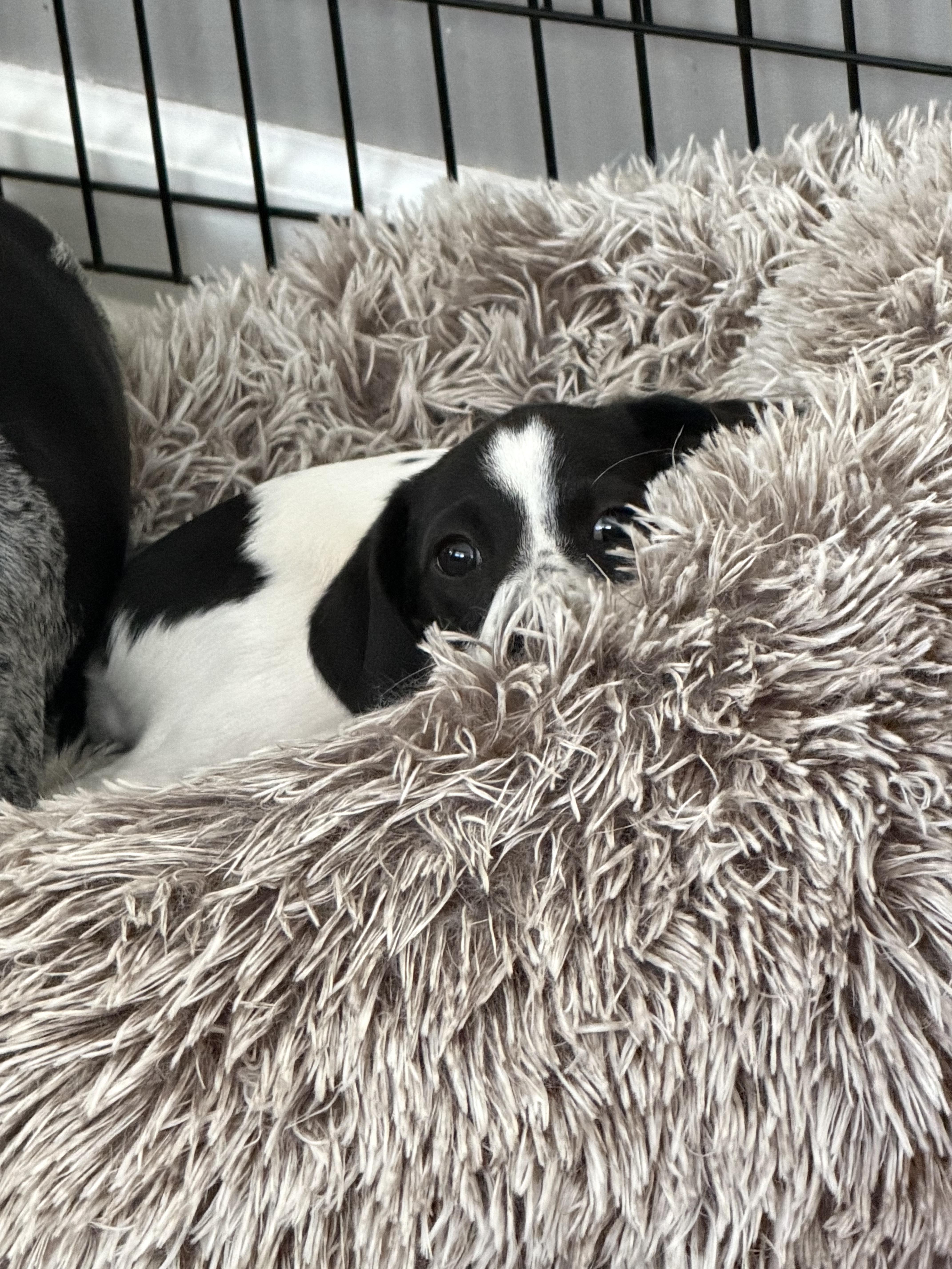A baby small-sized female Black Chihuahua dog named Pebbles for adoption in Stuarts Draft, VA