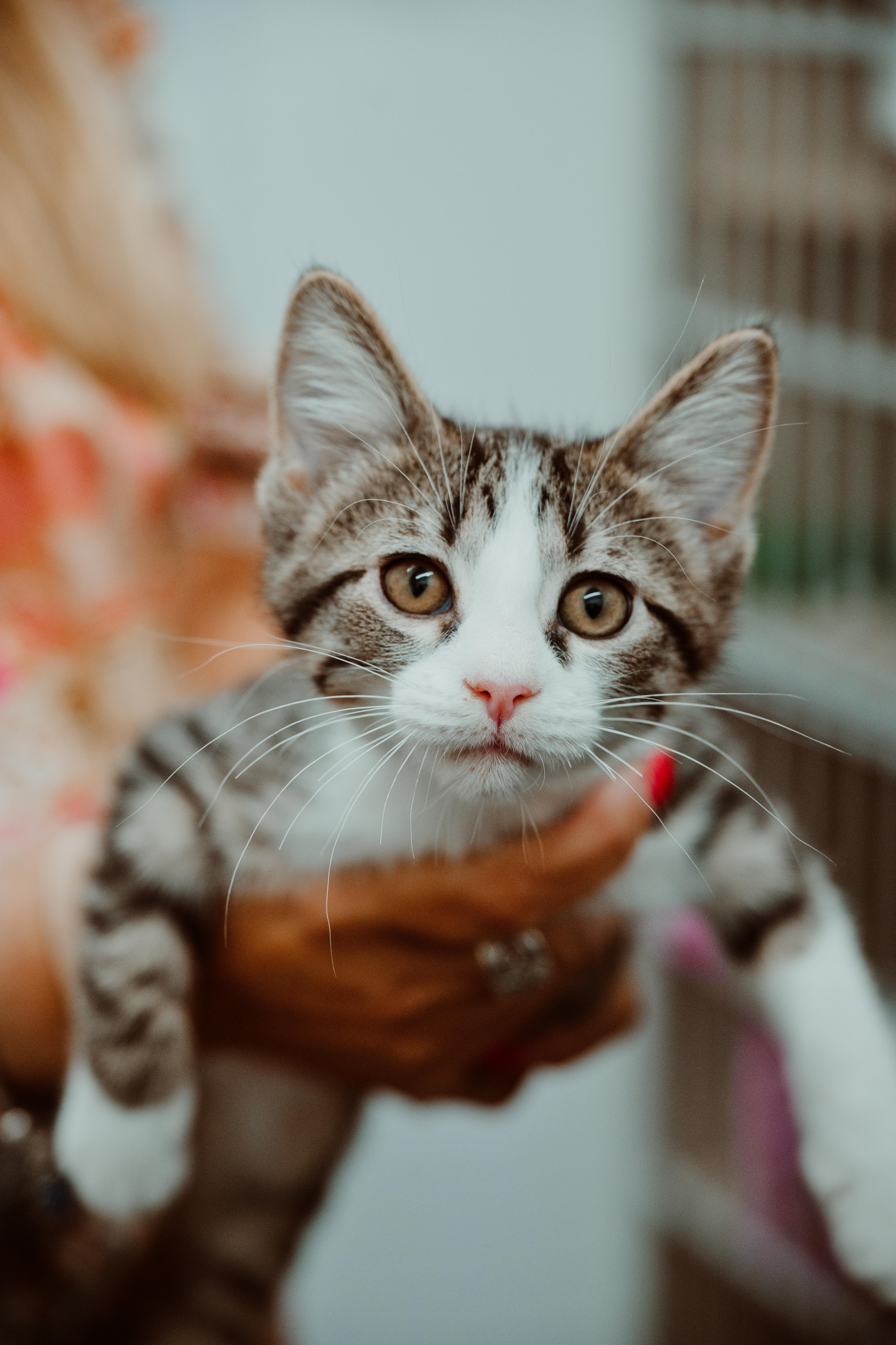 A baby medium-sized male Tabby (Gray / Blue / Silver) Domestic Short Hair cat named Denny for adoption in Le Mars, IA