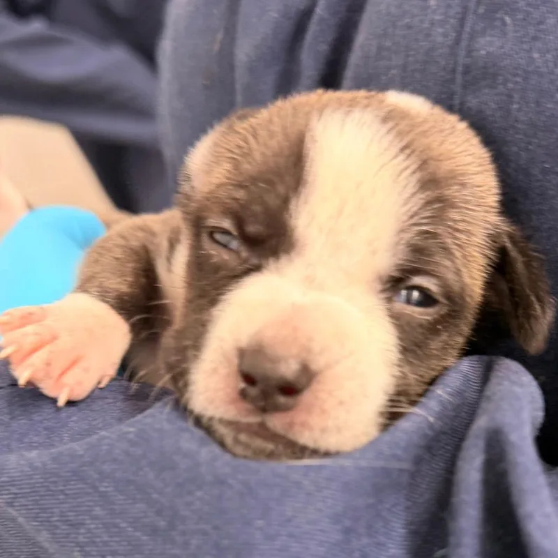 Raisin Bran thumbnail 2