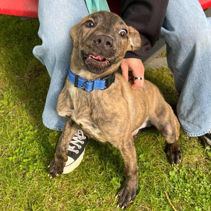 A young medium-sized male Brindle Pit Bull Terrier dog named Arlo for adoption in Elyria, OH