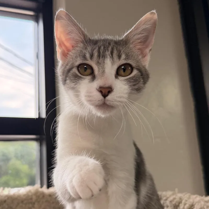 A baby small-sized female White Domestic Short Hair cat named Buttercup for adoption in Gainesville, FL