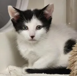 A baby medium-sized male Black Domestic Short Hair cat named Fargo for adoption in Cooperstown, NY