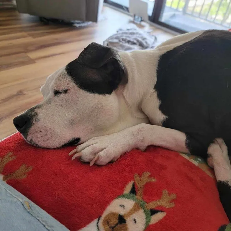 An adult medium-sized female Black American Staffordshire Terrier dog named Kanga for adoption in Detroit, MI
