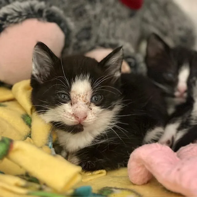 A baby small-sized female Domestic Short Hair cat named Dani for adoption in Riverside, CA