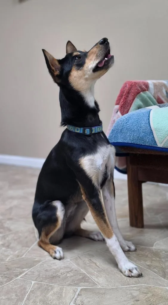 A young medium-sized female Rat Terrier dog named Teller for adoption in Neillsville, WI