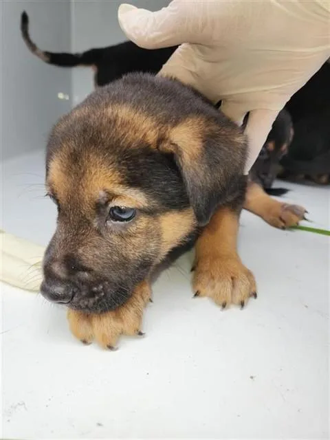 A baby small-sized male German Shepherd Dog dog named A for adoption in Houston, TX