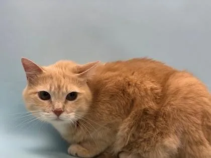 An adult small-sized female Domestic Medium Hair cat named Coconut for adoption in Golden Valley, MN