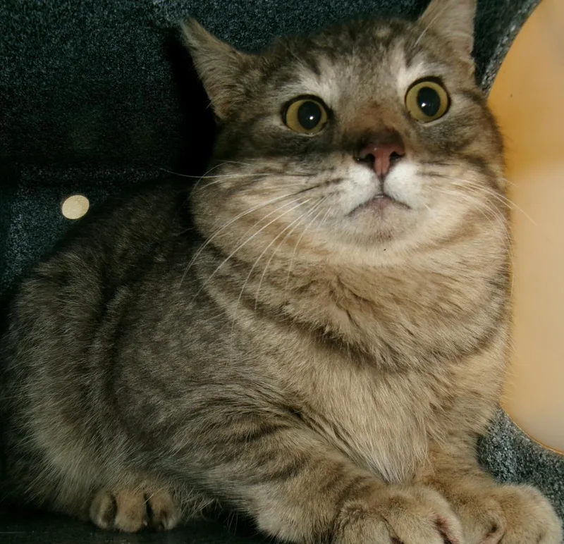 An adult medium-sized male Brown / Chocolate Domestic Short Hair cat named Swish for adoption in Plover, WI