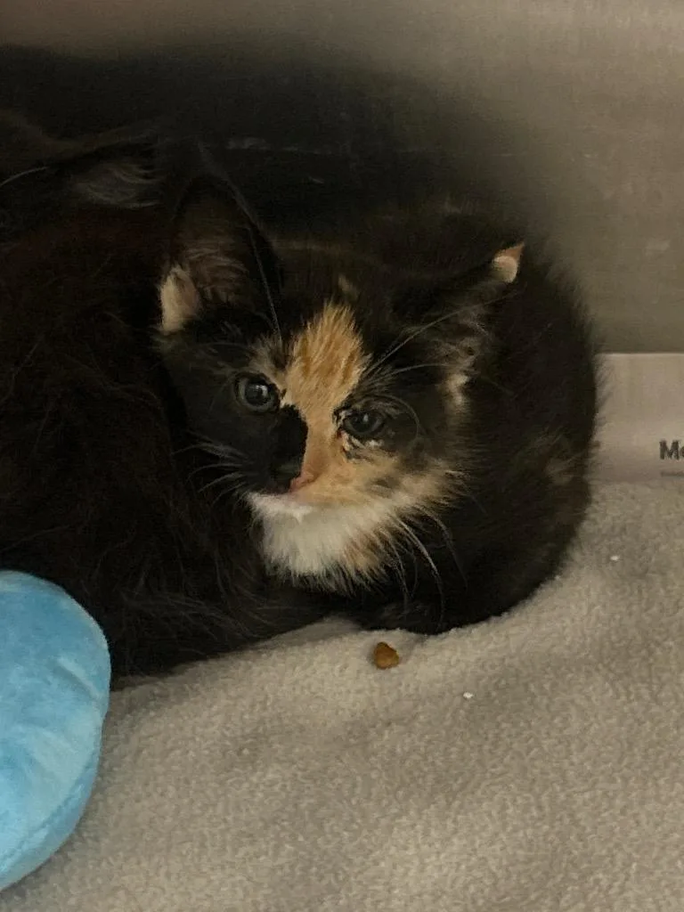 A baby medium-sized female Domestic Short Hair cat named Deverie for adoption in Winder, GA