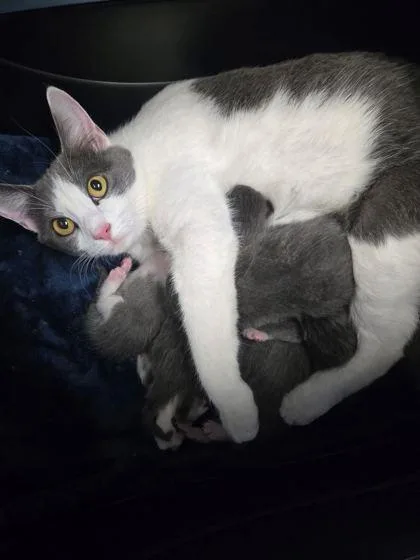 An adult small-sized female Domestic Short Hair cat named Dotty for adoption in Spruce Pine, NC