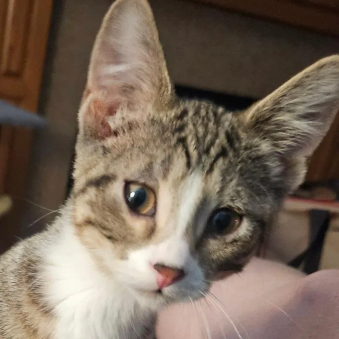 A baby small-sized male Brown / Chocolate Domestic Short Hair cat named Eddie for adoption in Grand Rapids, MN