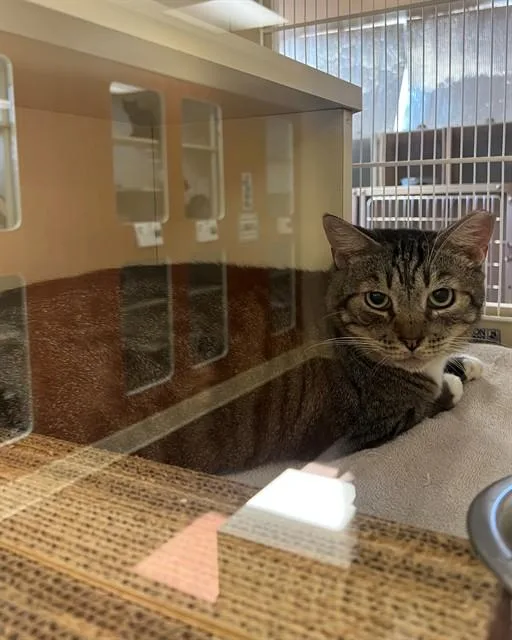 An adult medium-sized male Domestic Short Hair cat named Tubby for adoption in Blythe, CA