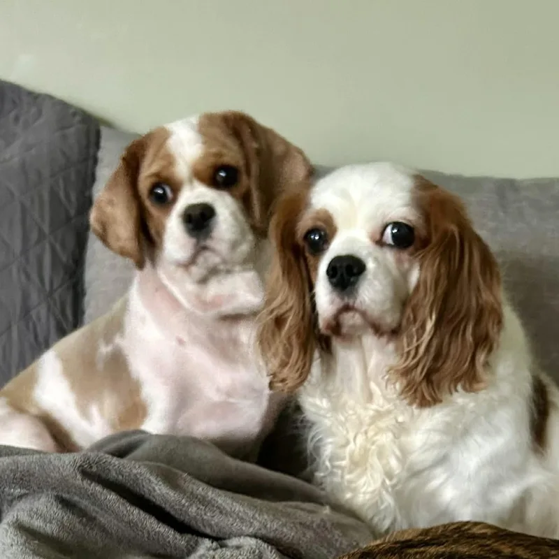 Butter Lamb thumbnail 2