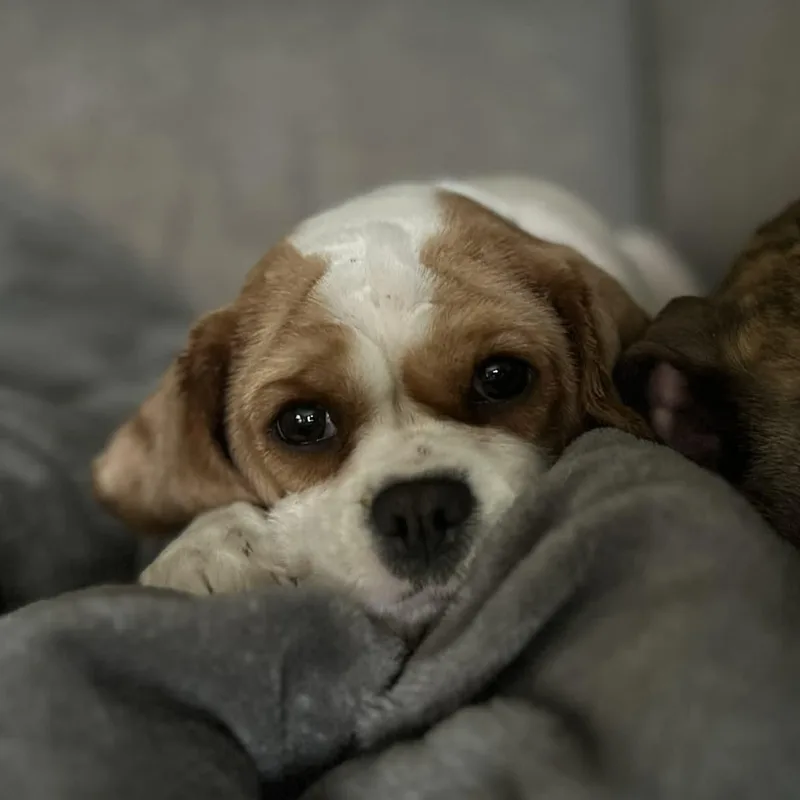 Butter Lamb thumbnail 3