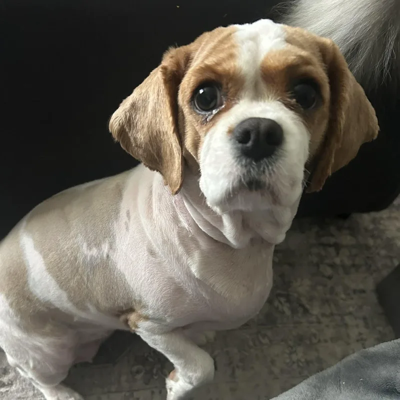 Butter Lamb thumbnail 4