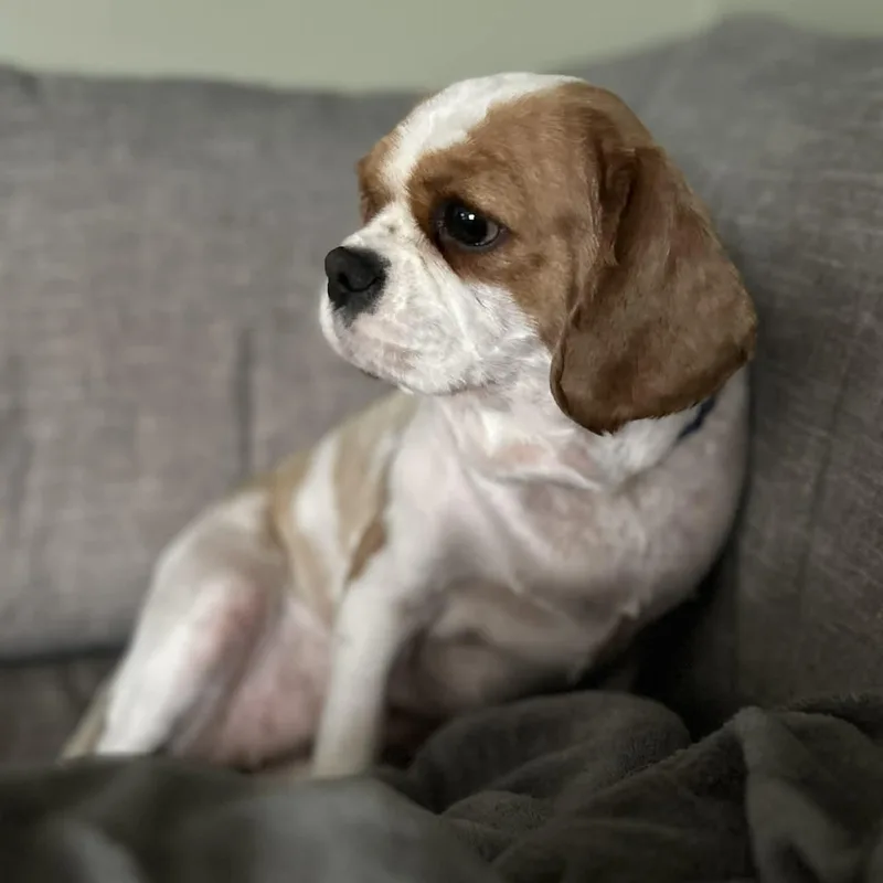 Butter Lamb thumbnail 5