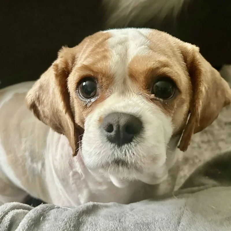 Butter Lamb thumbnail 6