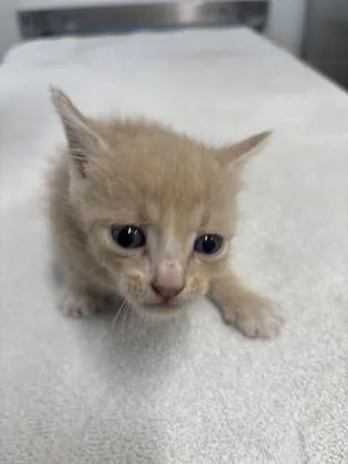 A baby small-sized male Domestic Short Hair cat named Mantis for adoption in Daphne, AL