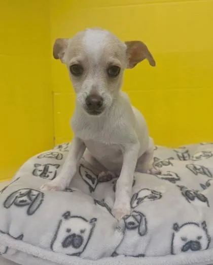 A baby small-sized male Chihuahua dog named Jake for adoption in Houston, TX
