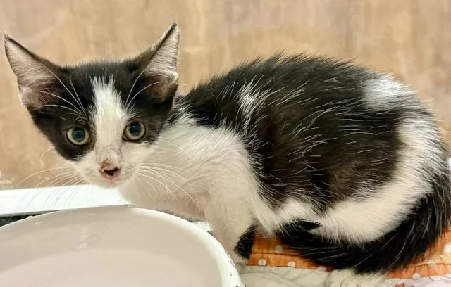 A baby small-sized female Domestic Short Hair cat named Waddle for adoption in Sarasota, FL