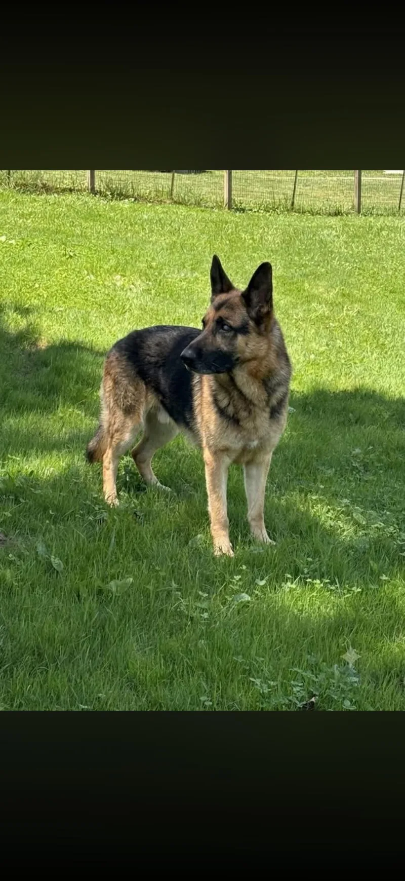 An adult large-sized male German Shepherd Dog dog named Lou for adoption in Long Bottom, OH