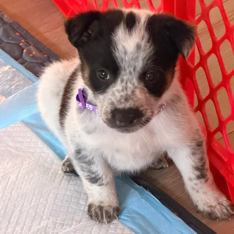 A baby small-sized female White / Cream Mixed Breed dog named Parasaurolophus for adoption in Buffalo, MN