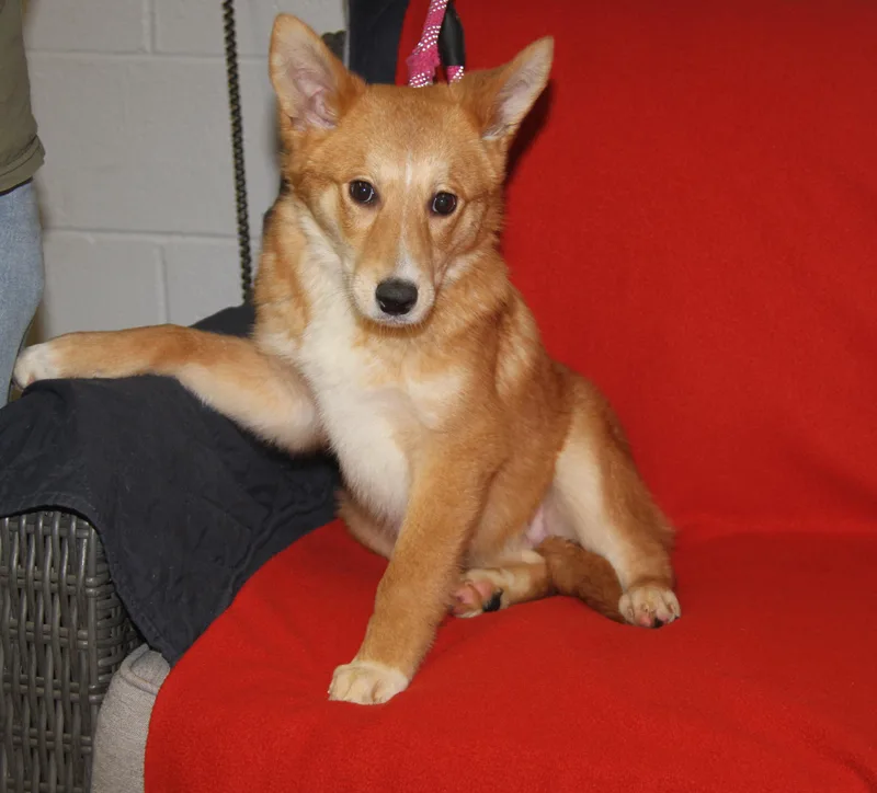 A baby medium-sized female Yellow / Tan / Blond / Fawn Australian Shepherd dog named Foxy for adoption in Marietta, OH