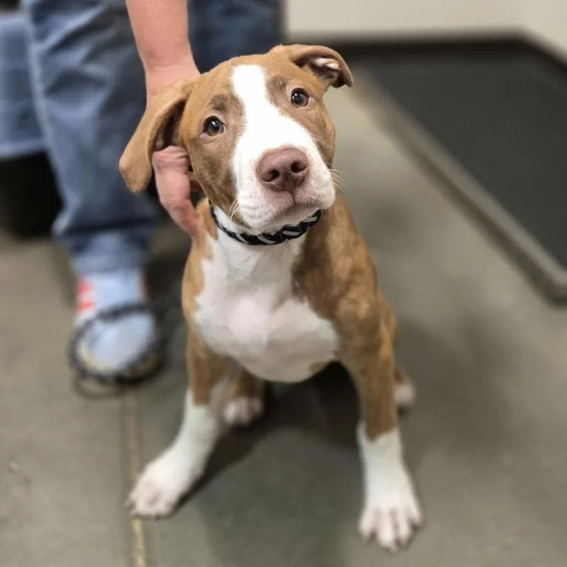 A baby medium-sized male Red / Chestnut / Orange Mixed Breed dog named Sir Cinna Bon for adoption in Washington Township, OH