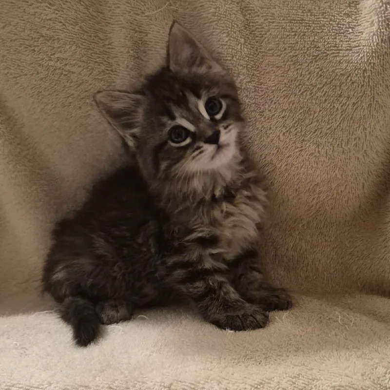A baby small-sized female Brown / Chocolate Domestic Long Hair cat named Petra for adoption in Carmel, IN