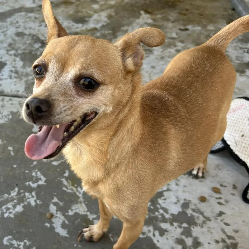 Gidget