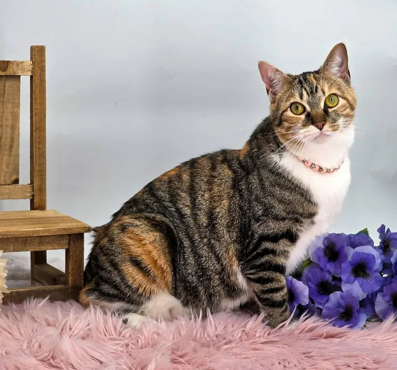 Kaleidocat thumbnail 2