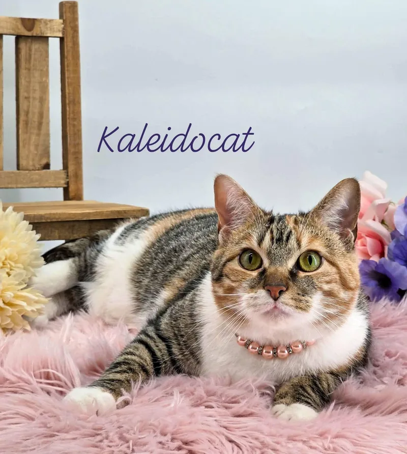 Kaleidocat