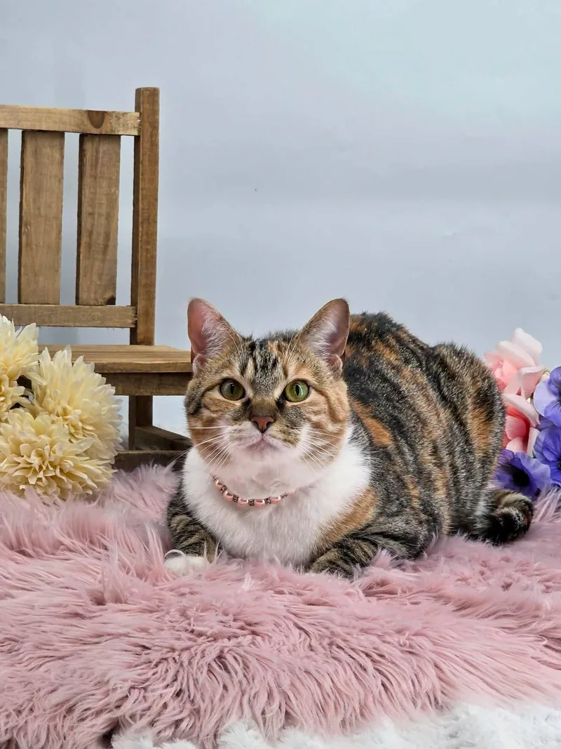 Kaleidocat thumbnail 3